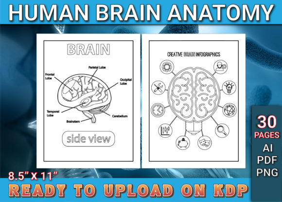 Exploring Human Brain Anatomy Coloring Pages: A Creative and Educational Tool